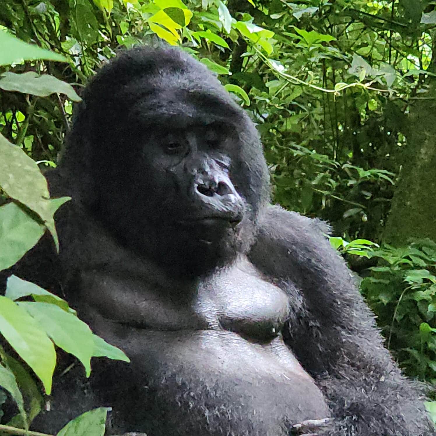 Gorilla Trekking on a Budget