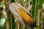 corn 4562084 1280