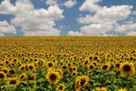 cultivo de girasol (1)