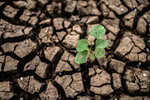 trees grown in dry, cracked, dry soil in the dry season,global w