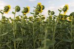 field sunflowers plants with blue sky