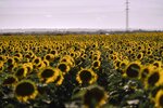 horizontal view of beautiful sunflower fields on a nice day