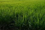 rice fields 2947226 1280