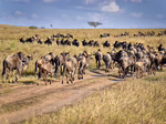 10 Days Uganda Rwanda Tanzania Safari