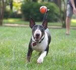 dog playing ball with dog walker