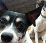 dogs sitting on porch