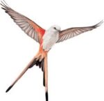 Wingspan 1.5.257