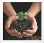 Creating an effective organic manure mix for vegetable gardening involves combining various natural ingredients to enhance soil fertility and promote healthy plant growth.