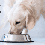 What should I look for when choosing dog food?