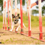 Goals for Dog Training in the New Year and Organizational Ideas for 2022