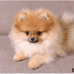 How do you potty train a dog in 3 days?