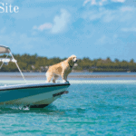 Texas dog swims miles to safety and rejoins owner