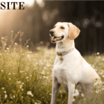 What are the 10 facts about Labrador Retrievers?