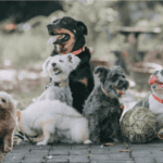 How do I choose the right dog for me?