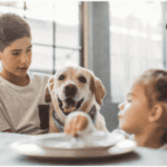 Labrador Retriever have the food at the table with boy and girl