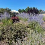 AWC in Sonoma wine country