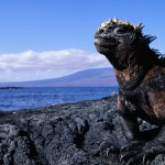 Galapagos_Islands_Iguana