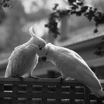 deux perroquets 