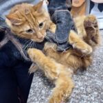 Gerettete Katze wird tierärztlich versorgt