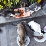 Tiere werden vor Ort gefüttert