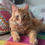 Gerettetes Tier im neuen Zuhause bei Pflege- oder Adoptivfamilie