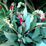 óleo essencial de erva baleeira Cordia verbenacea)