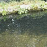 釣り堀