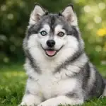 Pomsky adulte aux yeux bleus vairons assis dans un jardin verdoyant.