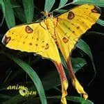 beauté du papillon Argema, épanouissement, coach de vie