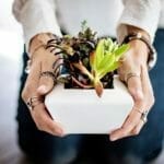 成長している鉢植えの植物