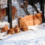 ライオンファミリー-旭山動物園