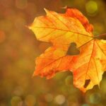 紅葉-秋