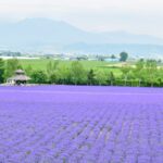 ラベンダー-日の出公園-富良野