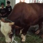 Sapi kurban Presiden yang dibeli menggunakan APBN untuk disalurkan ke seluruh Indonesia