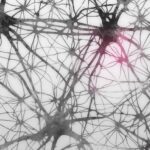 Xarxes Neuronals Artificials