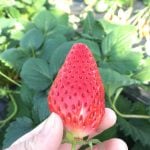 大きくて真っ赤ないちご