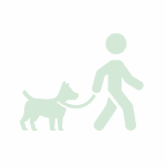 rappel du chien
