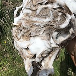 Haarseife kaufen natuerlich ohne silikone haarseifenprobierset