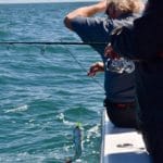 Cape Cod Black Sea Bass Charter Fishing with Reel Deal