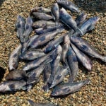 Cape Cod Black Sea Bass Fishing