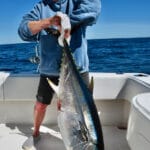 Cape Cod Fishing Charters for Bluefin Tuna with Reel Deal