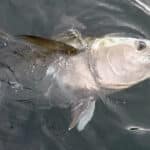 Cape Cod Bluefin Tuna Fishing with Reel Deal