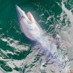 Mako Shark Release