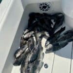 Cape Cod Fishing Charters for Black Sea Bass with Reel Deal