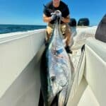 Cape Cod Bluff Tuna Fishing with Reel Deal