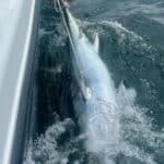 Cape Cod Bluff Tuna Fishing with Reel Deal