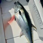 Cape Cod Bluff Tuna Fishing with Reel Deal