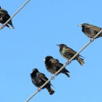Starling Removal