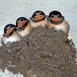 Swallow Nest