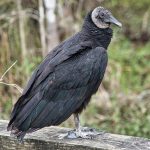 Turkey Vulture
